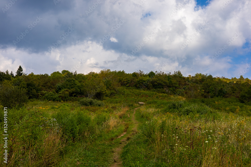 Obraz premium Meadow