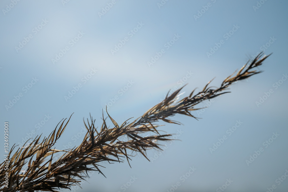 Fototapeta premium A dried grass stem glows in the sunlight against a soft blue sky. The delicate details of the plant are accentuated by lens flare and gentle backlighting.