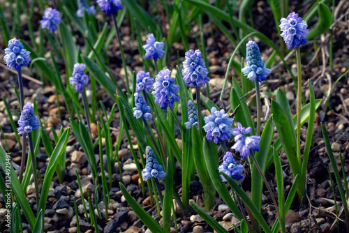 Φωτογραφία Group of azure grape hyacinth (Muscari azureum) in a garden in early spring