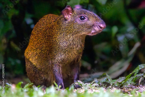 Obraz na płótnie Central American agouti (Dasyprocta punctata), Cartago Province, Costa Rica. Selective focus on eye w salonie