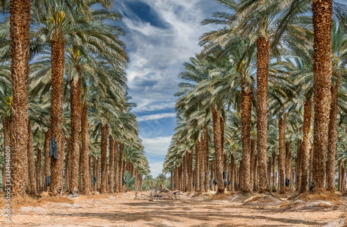 Plantation of date palms. Irrigation system with pipes. Date palm is iconic a...