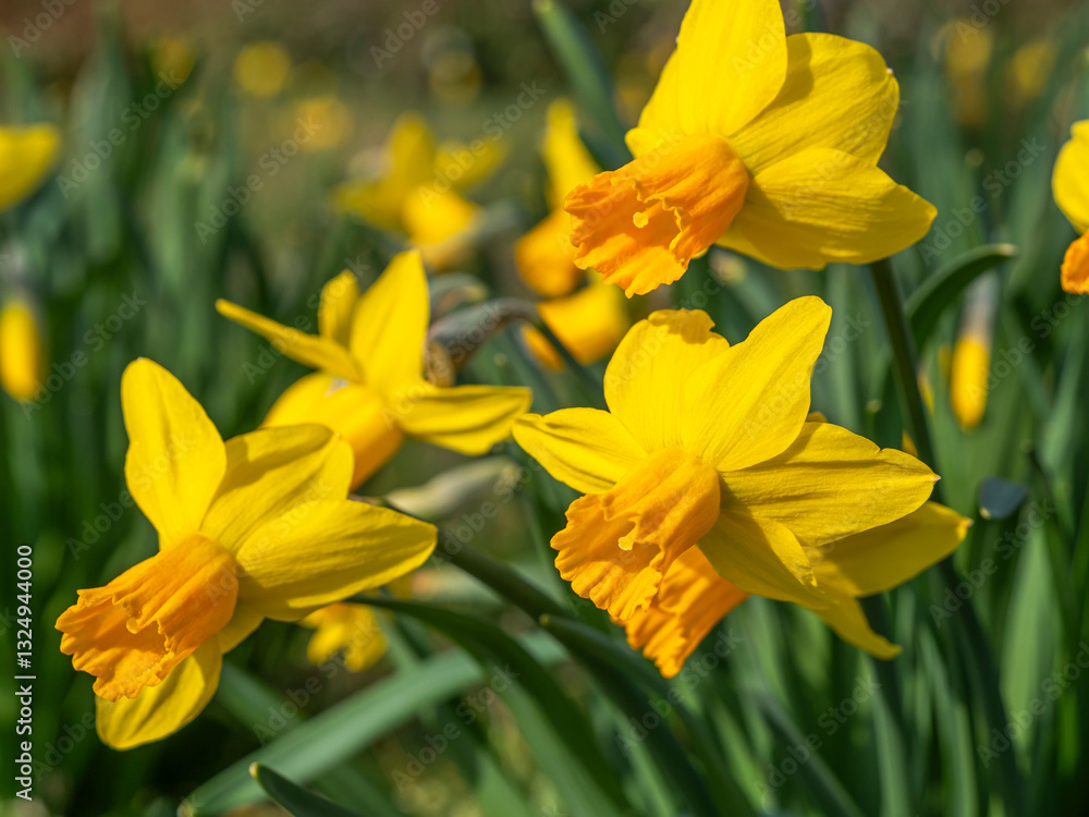 Fototapeta premium Bright yellow daffodils with trumpet-shaped orange centers bloom in a lush green field, bathed in sunlight, creating a cheerful springtime scene. 