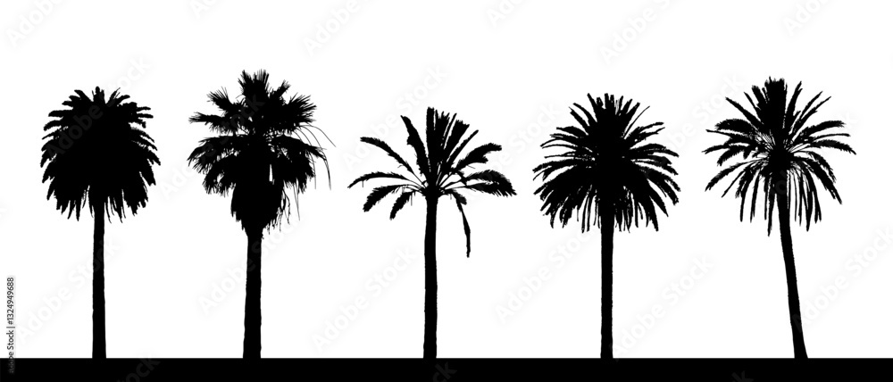 Set of detailed vector palm tree silhouettes on white background. Set of detailed vector palm tree silhouettes on white background.