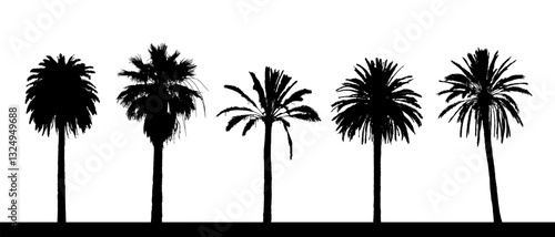 Set of detailed vector palm tree silhouettes on white background.