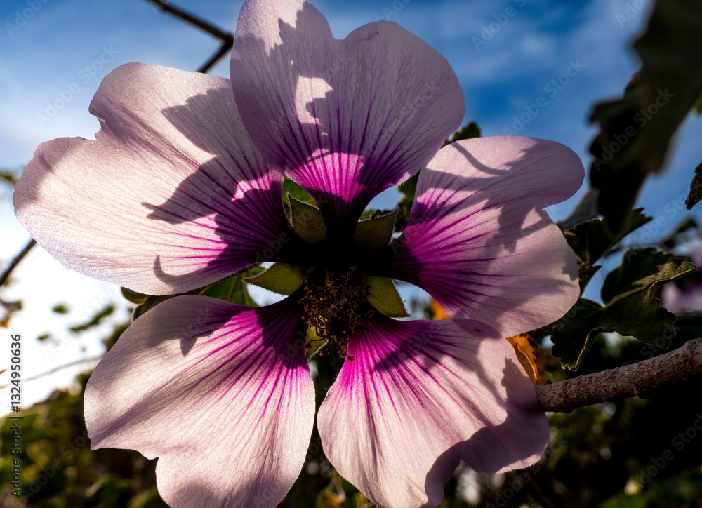 Macro close-up of purple springtime back lit flower with blue sky background