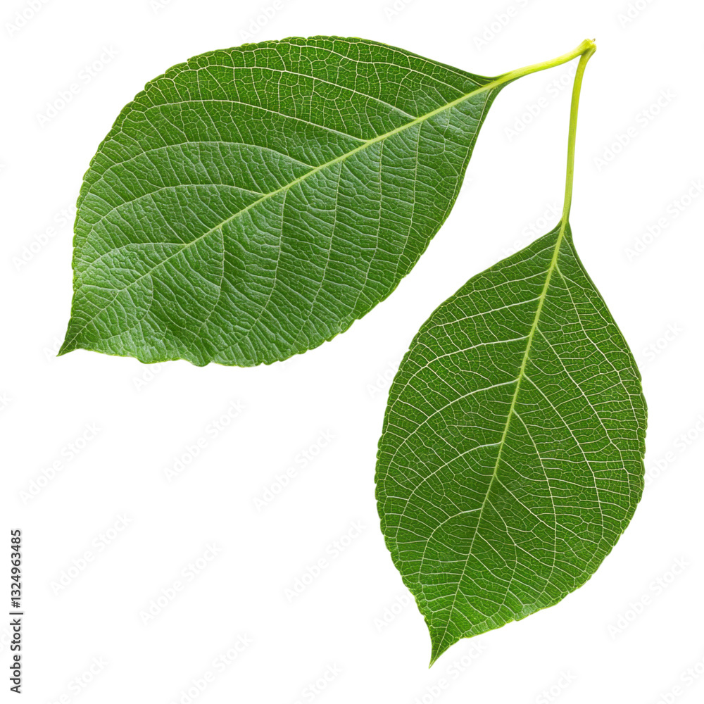 Obraz premium Two green leaves with prominent veins and a smooth texture, connected by a slender stem.