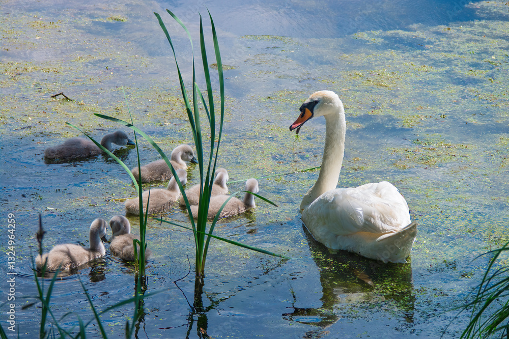 Obraz premium Family of mute swans swimming in a pond during a sunny day