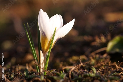 The shine and colors of spring, white crocus flower or snow crocus;  Crocus versicolor; closeup photography		