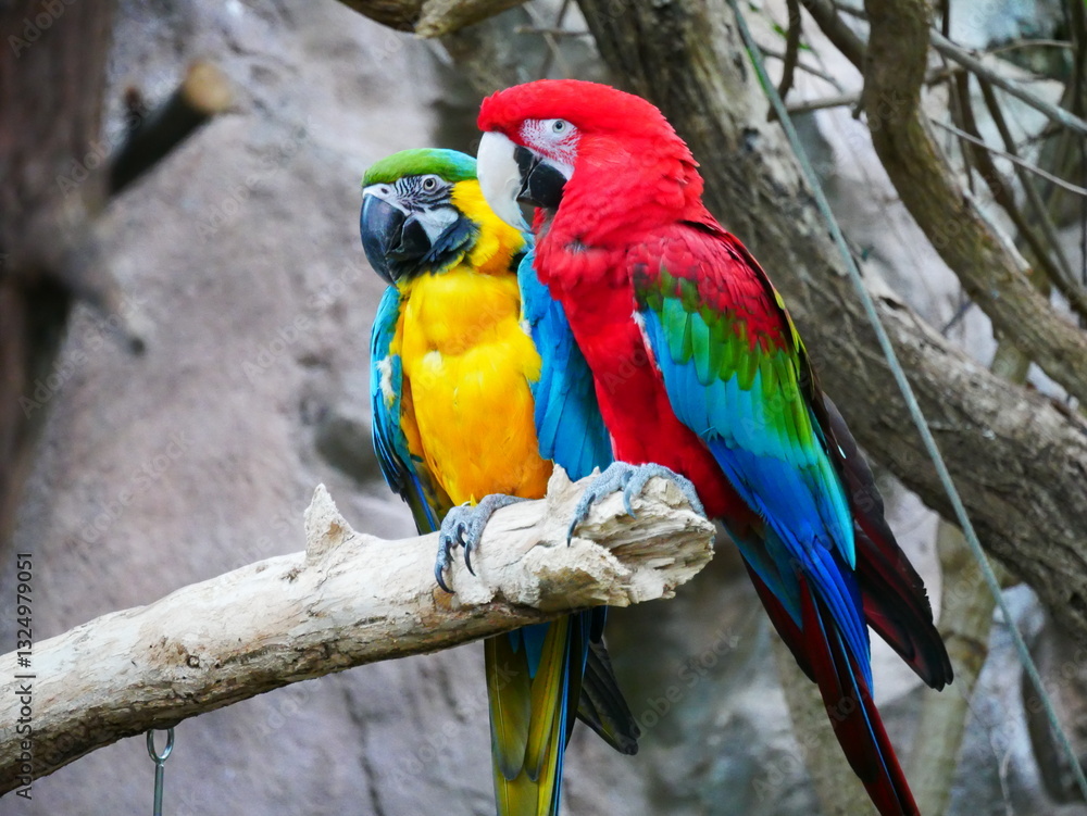 Obraz premium A Pair of Macaws at the Zoo