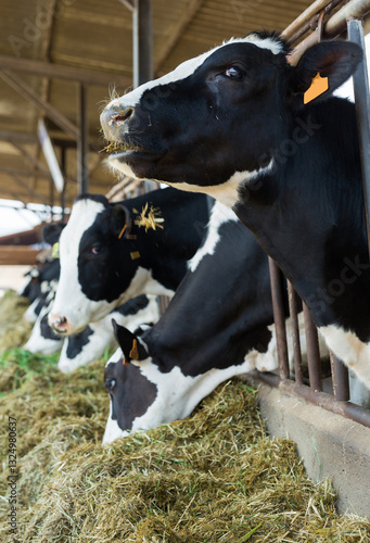 Modern farm cowshed with milking cows eating hay photo