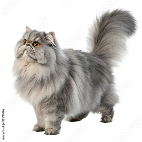 Fluffy Persian cat with long silver-gray fur and bright amber eyes standing gracefully showcasing its luxurious coat and elegant feline beauty perfect for pet lovers and cat enthusiasts worldwide