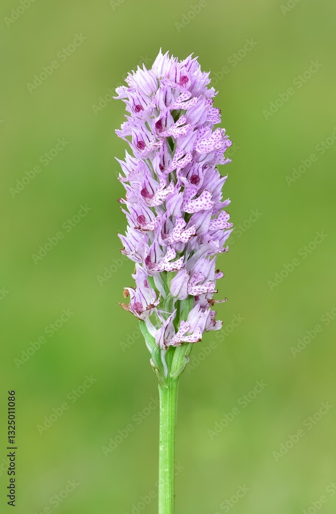 Obraz premium images of wild plants and flowers. wild orchid photos.
