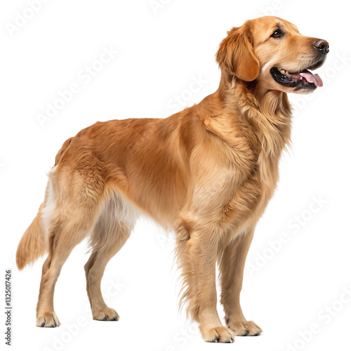 Beautiful golden retriever dog standing and looking happy isolated on white background perfect for pet lovers canine enthusiasts and stock photography showcasing loyal and friendly dogs