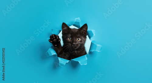 Curious black kitten peeking through torn blue paper, National Pet Day
