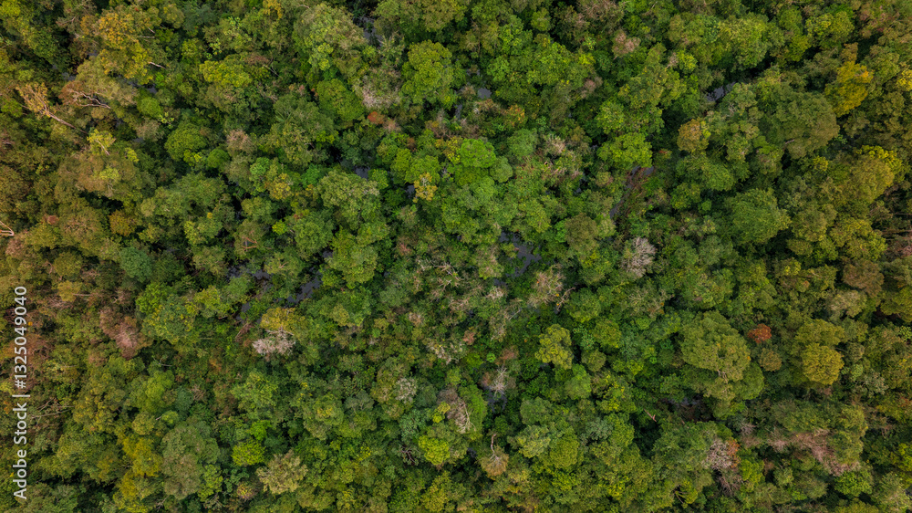 AERIAL IMAGES OF FLOODED FORESTS ON THE NANAY RIVER, A BLACKWATER RIVER OR IGAPO, AMAZON NEAR THE CITY OF IQUITOS AERIAL IMAGES OF FLOODED FORESTS ON THE NANAY RIVER, A BLACKWATER RIVER OR IGAPO, AMAZON NEAR THE CITY OF IQUITOS