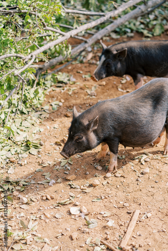 Black fluffy dwarf pigs stand near a fallen tree in the park Black fluffy dwarf pigs stand near a fallen tree in the park