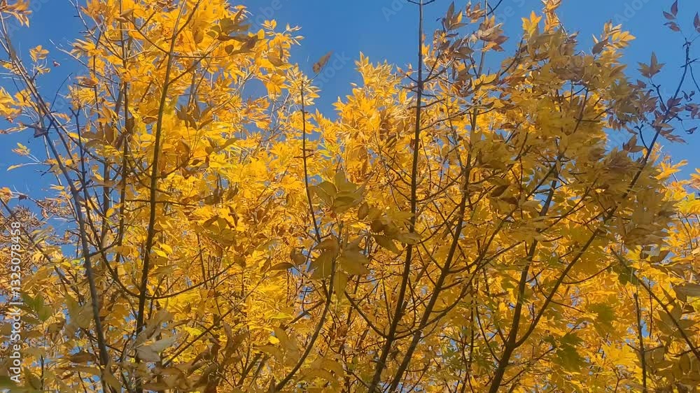 Beautiful autumn leaves on a tree in fall season Beautiful autumn leaves on a tree in fall season