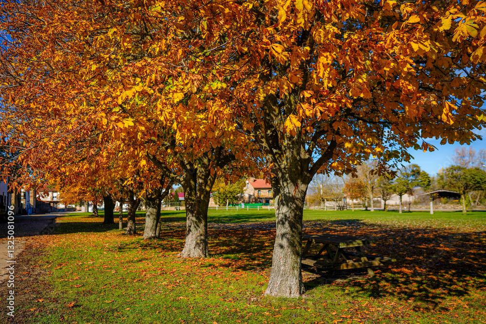 Naklejka premium The tree in the meadow in autumn