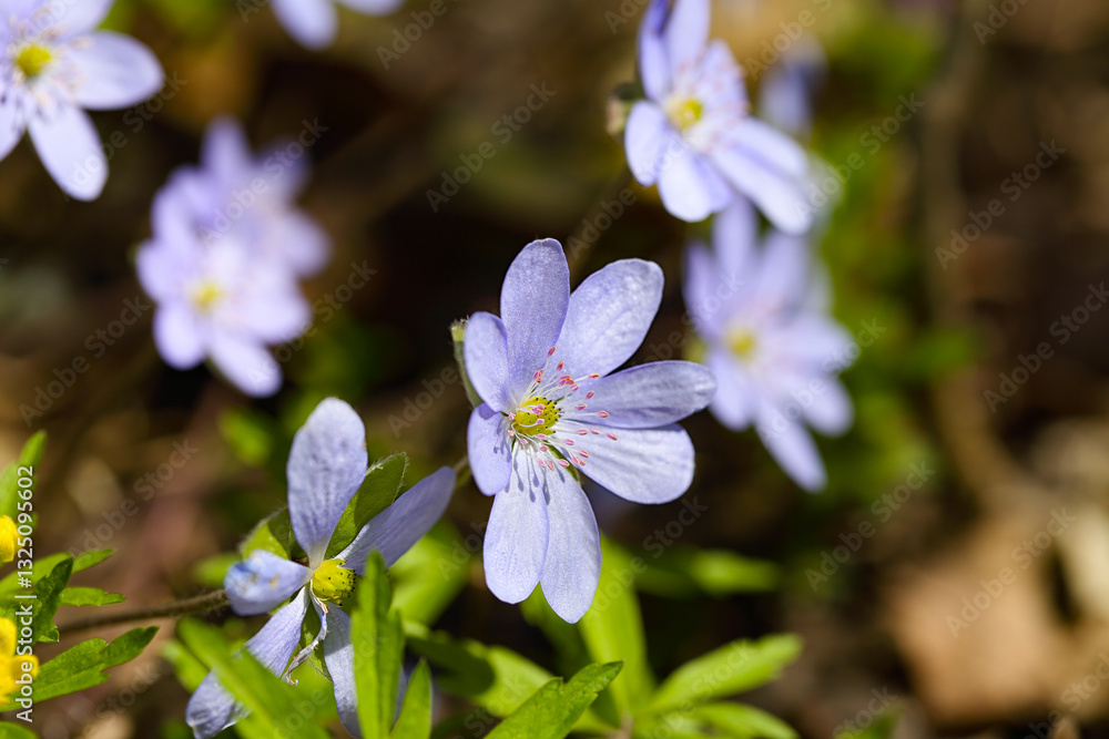 Fantastic view of round-lobed hepatica flower.