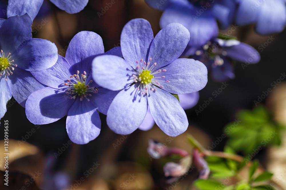 Gorgeous view of round-lobed hepatica flower.