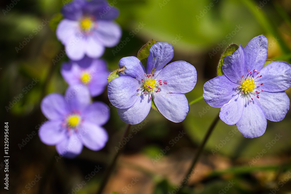 Breathtaking view of round-lobed hepatica flower. Breathtaking view of round-lobed hepatica flower.