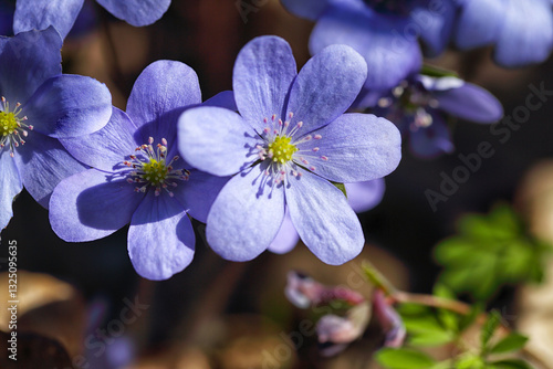 Obraz na płótnie Gorgeous view of round-lobed hepatica flower. w salonie