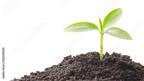 Wallpaper Mural Green young plant growing in soil sprout nature isolated on white background. Torontodigital.ca