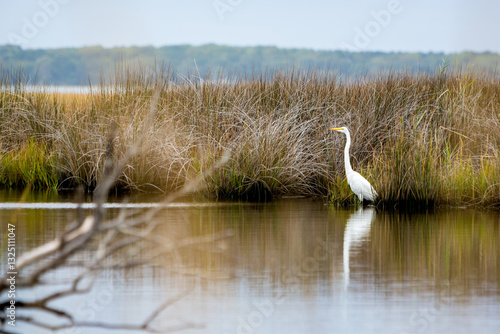 A Great Egret in salt marsh wetlands at Assateague Island National Seashore, Maryland