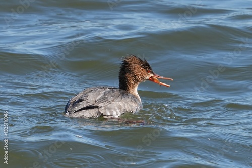 The red-breasted merganser (Mergus serrator) is a duck species that is native to much of the Northern Hemisphere. photo