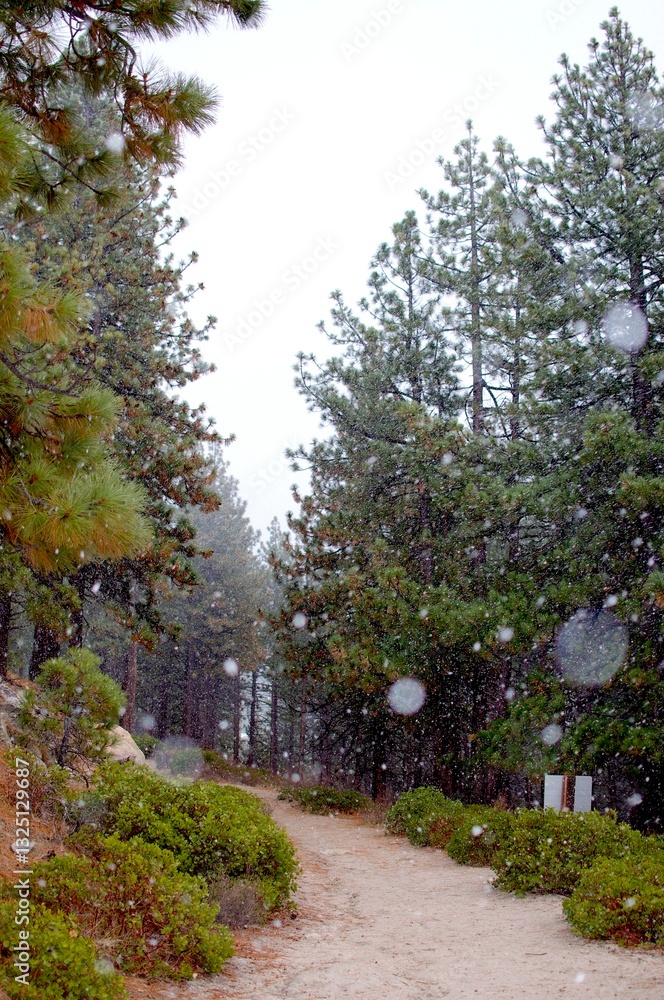 Fototapeta premium snowy trail