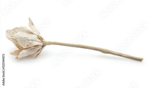 A single clove of garlic with papery white skin, isolated on white background