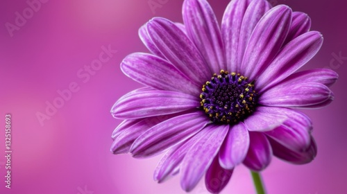 Close-up of a vibrant purple flower on a soft, blurred background. macro texture background.