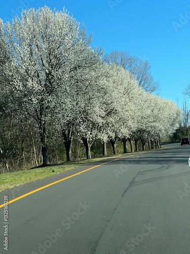 Beautiful white blooming Bradford pear trees line the parkway road on a blue sky day in early spring