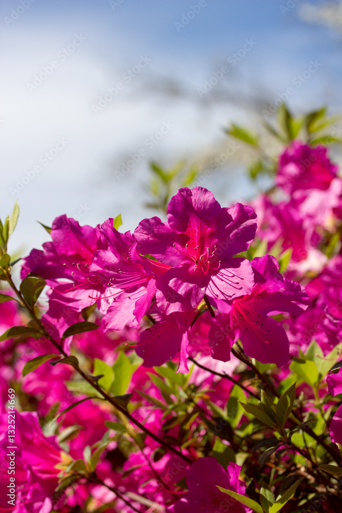 Bright Pink Azalea Flowers