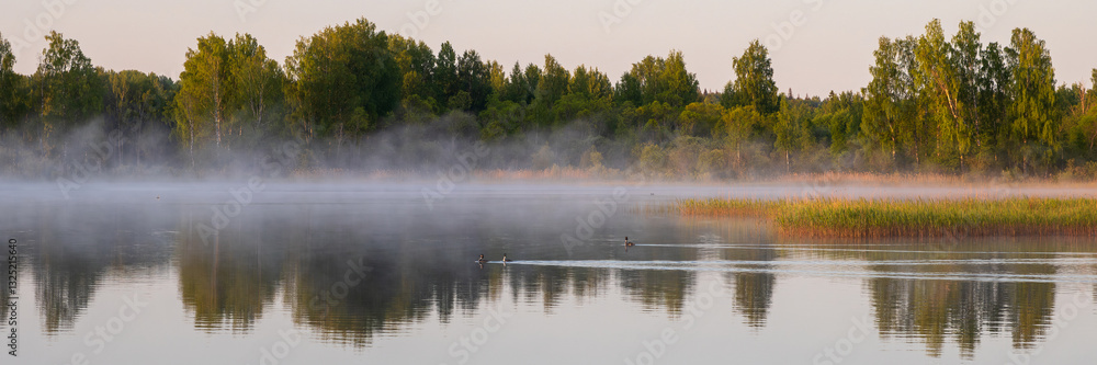 Morning fog on a forest lake. Two wild birds are swimming on the water. Great crested grebe. Trees on the shore. Beautiful summer landscape at dawn. Wide panorama. Recreation in nature and rural areas