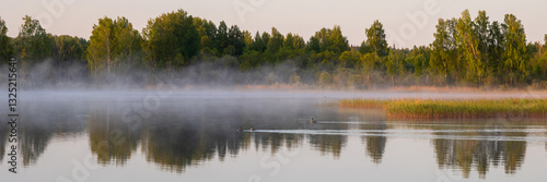 Obraz na płótnie Morning fog on a forest lake. Two wild birds are swimming on the water. Great crested grebe. Trees on the shore. Beautiful summer landscape at dawn. Wide panorama. Recreation in nature and rural areas w salonie