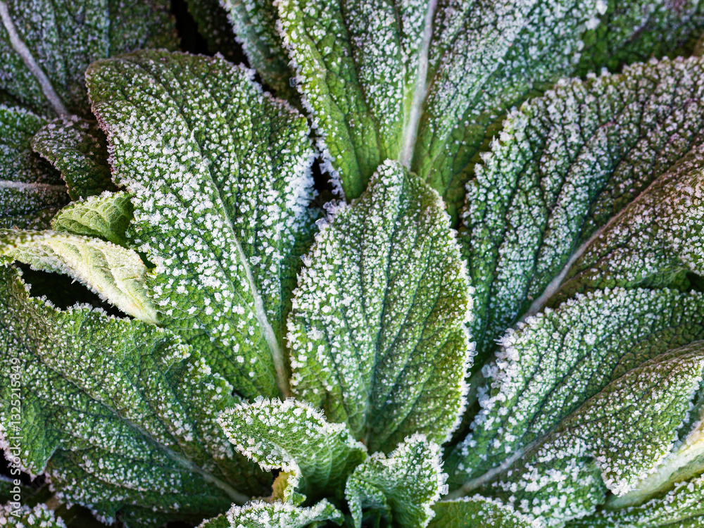 Green leaves of a plant covered with hoarfrost. Beautiful natural background with frost on the grass. Frozen flower. Rime ice on grass blades in the garden during frosts. Cold weather. Close-up. Macro