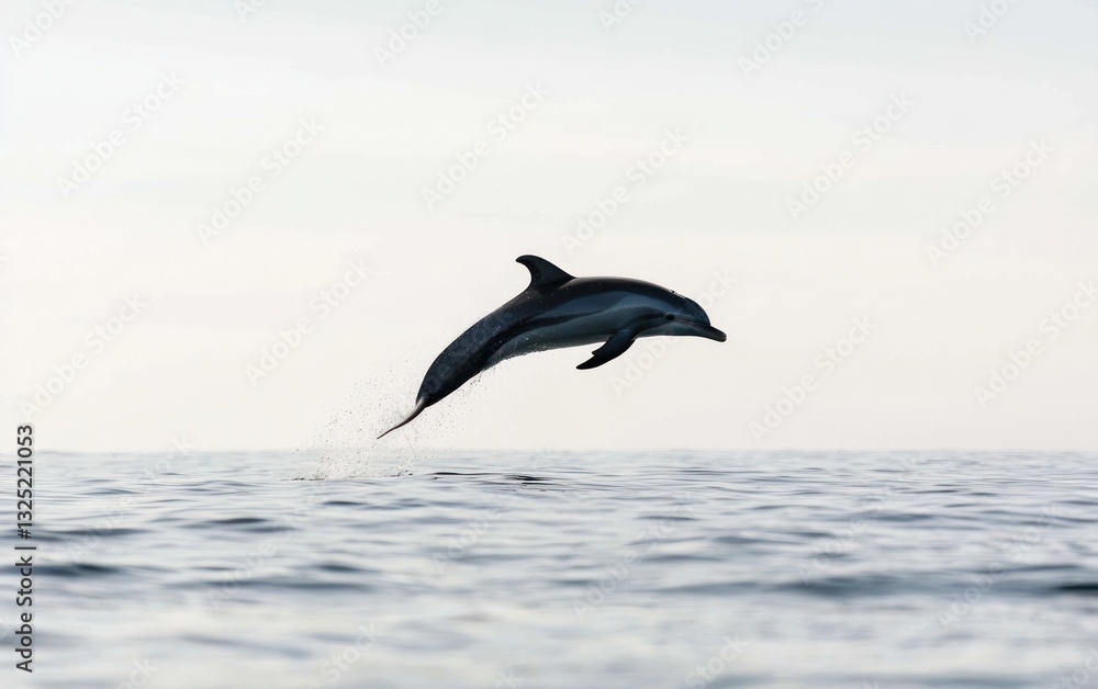 A striped dolphin leaps from the ocean, creating a splash. The dolphin is silhouetted against a hazy sky, with calm waters visible below A striped dolphin leaps from the ocean, creating a splash. The dolphin is silhouetted against a hazy sky, with calm waters visible below