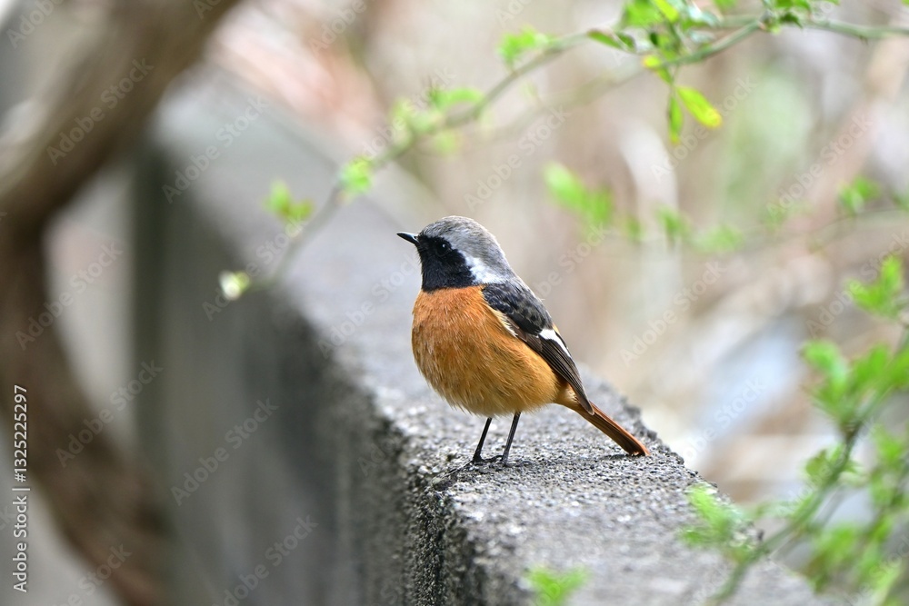 Fototapeta premium A male Daurian redstart. A migratory bird of the Passeriformes muscicapidae family. Males are characterized by a white head, black around the eyes, and a bright orange chest.