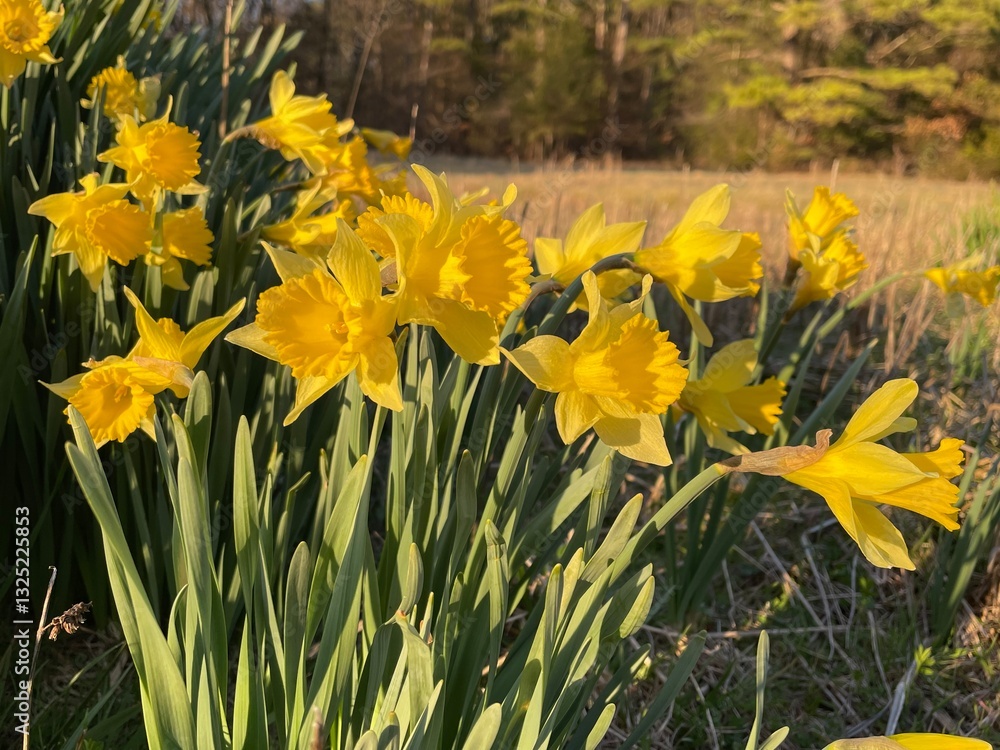 Obraz premium Blooming yellow daffodils. Daffodils background.