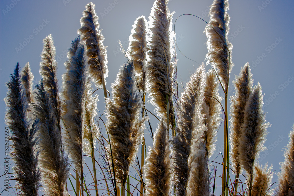 Tall feathery plumes of pampas grass backlit by the sunlight against a clear blue sky in a serene outdoor setting.