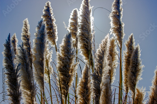 Obraz na płótnie Tall feathery plumes of pampas grass backlit by the sunlight against a clear blue sky in a serene outdoor setting. w salonie