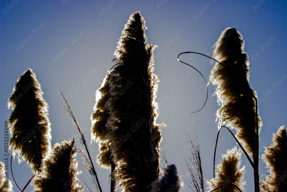 Tall feathery plumes of pampas grass backlit by the sunlight against a clear blue sky in a serene outdoor setting.