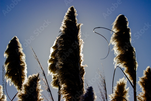 Obraz na płótnie Tall feathery plumes of pampas grass backlit by the sunlight against a clear blue sky in a serene outdoor setting. w salonie