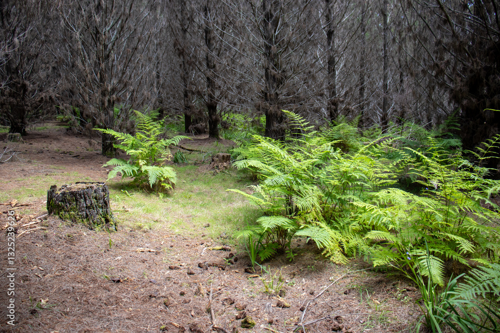 Fototapeta premium tree in the forest