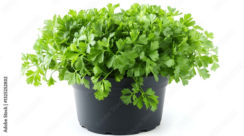 Fototapeta premium Fresh green organic parsley in pot on white