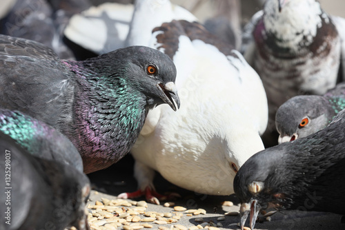 Many pigeons eating grains ...