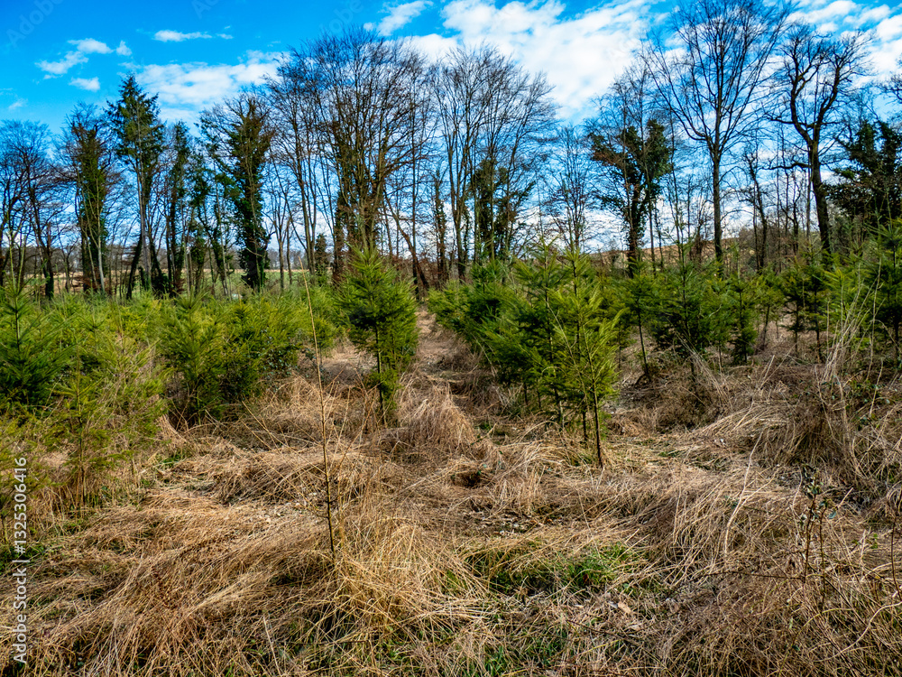 Wiederaufforstung mit jungen Nadelbäumen im Mischwald Wiederaufforstung mit jungen Nadelbäumen im Mischwald