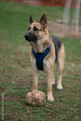 german shepherd dog