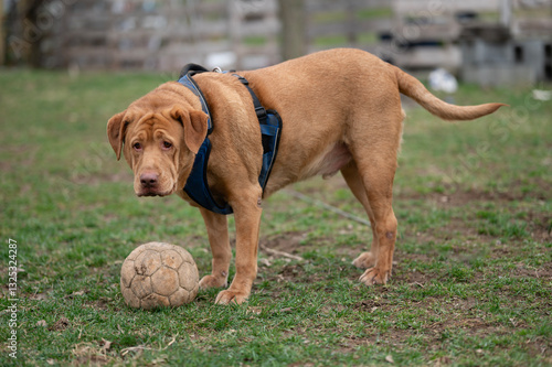 Chunky dog with ball
